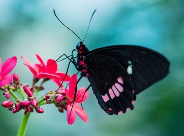 Peggy Notebaert Nature Museum