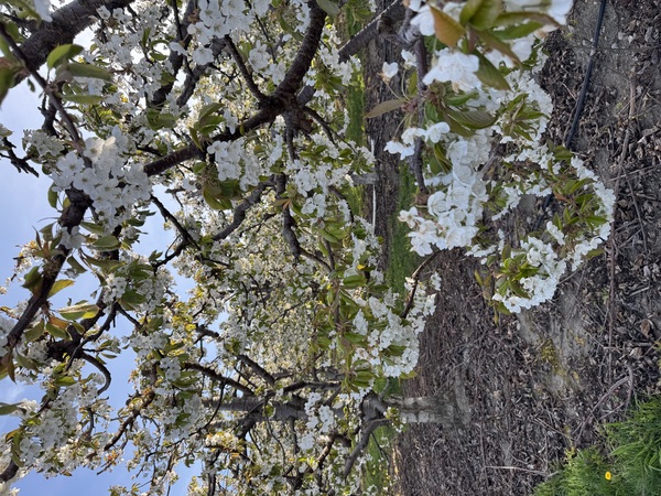 The Plateau -  Orchard Venue