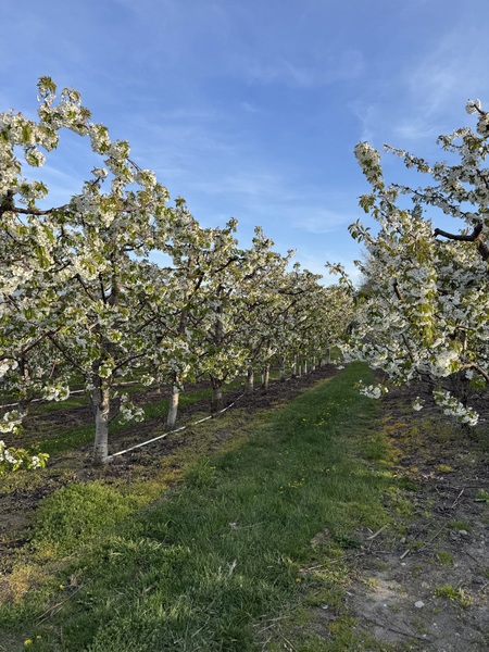 The Plateau -  Orchard Venue