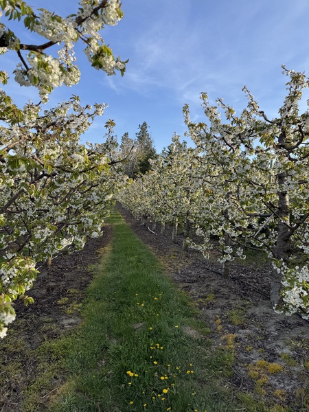 The Plateau -  Orchard Venue