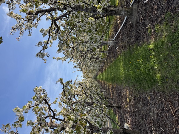 The Plateau -  Orchard Venue