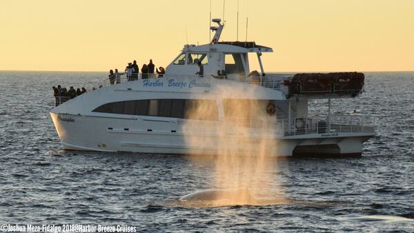 Harbor Breeze Yacht Charters and Cruises