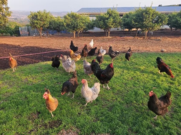 Happy Hills Family Farms