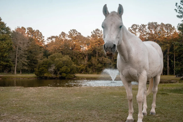 Beasley Bit and Bridal