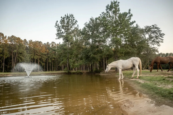 Beasley Bit and Bridal