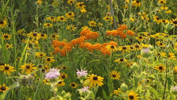 Three Waters Reserve