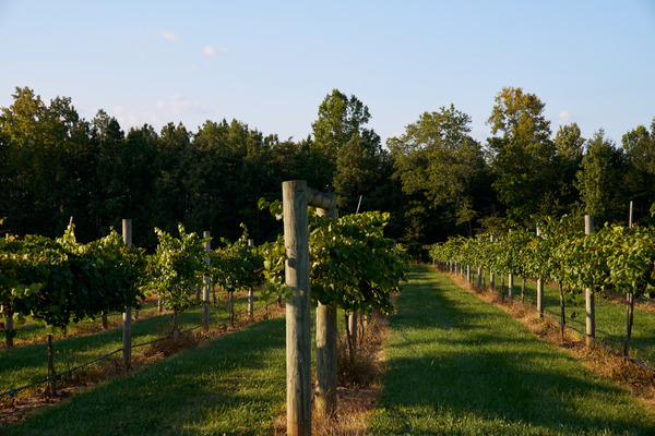 Spinning Leaf by Wedgewood Weddings