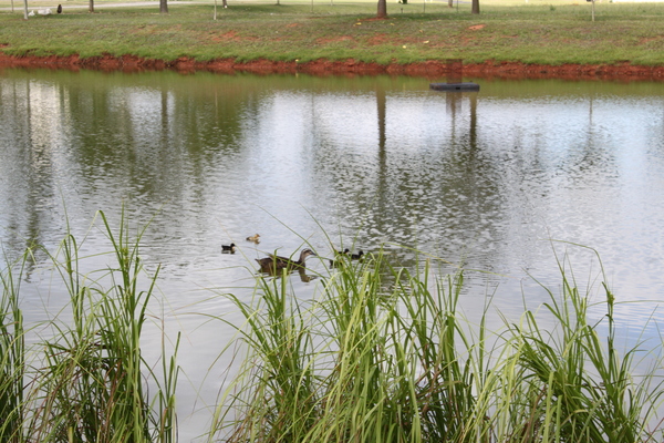 Lane Southern Orchards