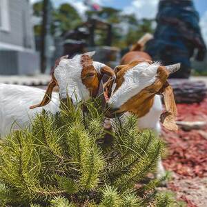 World Adventures Ranch