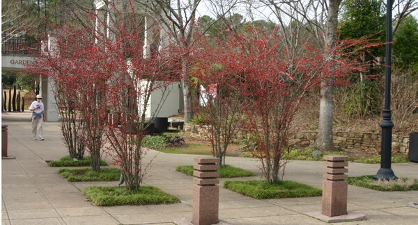 Crosby Arboretum MSU Extension