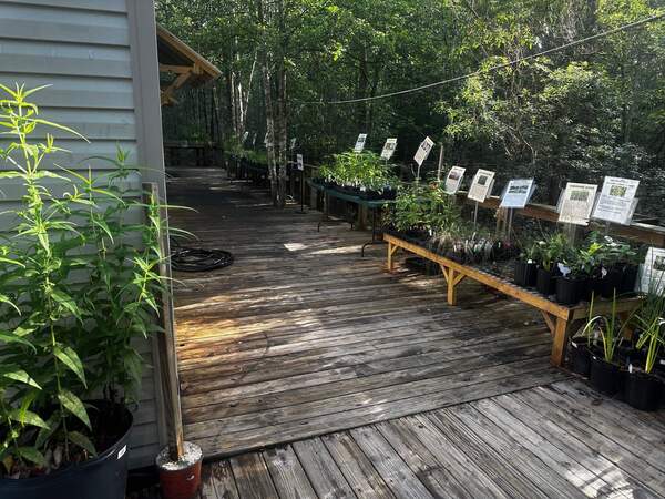 Crosby Arboretum MSU Extension