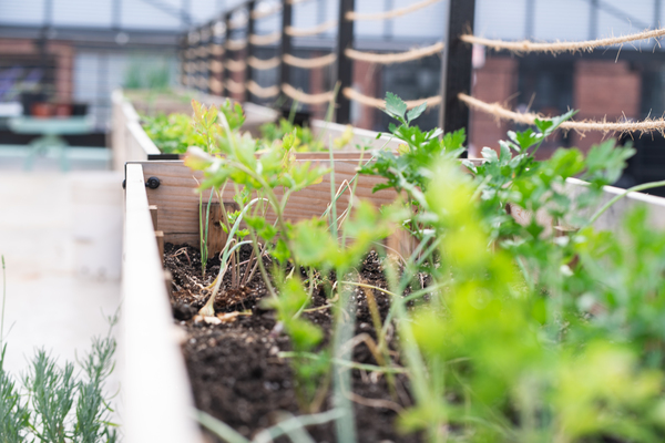 Brooklyn Roots Collective