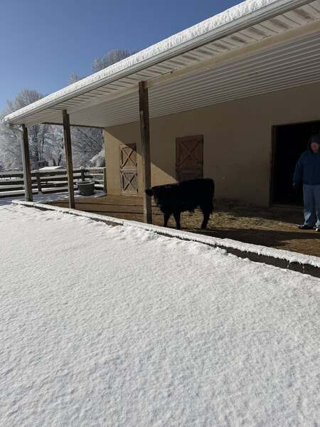 Short Haven at M'n Dormen Farm