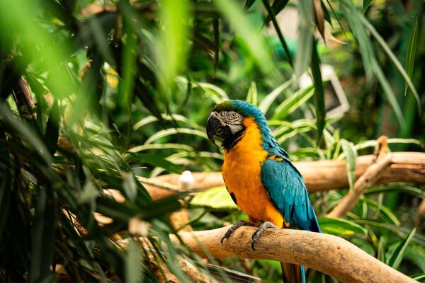 Victoria Butterfly Gardens
