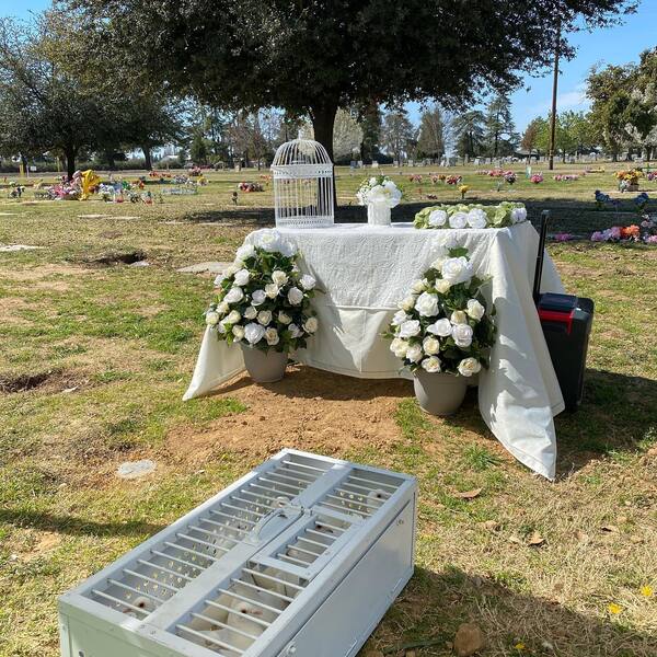 White Wings Dove Release