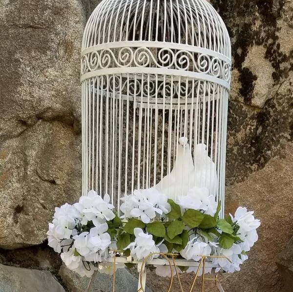 White Wings Dove Release