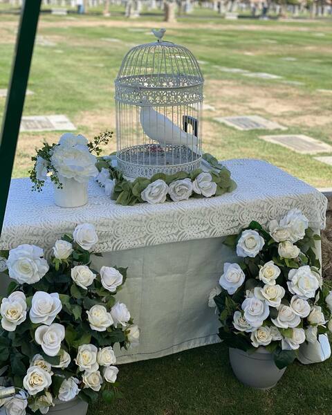 White Wings Dove Release