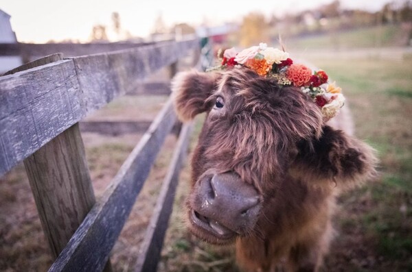 Scarlet Springs Farm