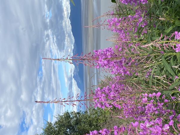 At Two Birch Trees Wedding & Event Venue LLC