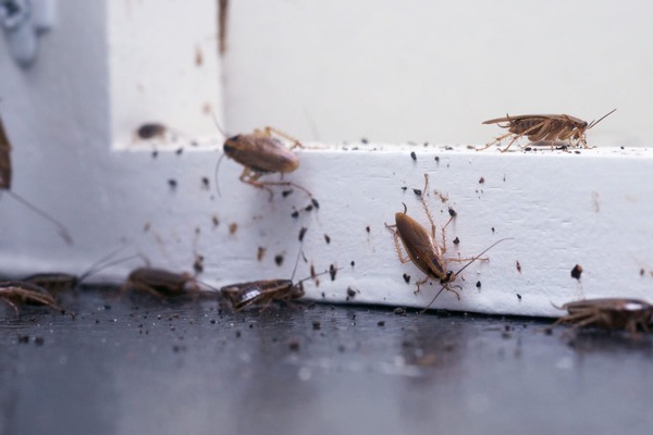 Sparrow’s Pest Control – Bellingham