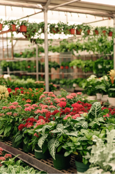 Cactus and Tropicals Salt Lake