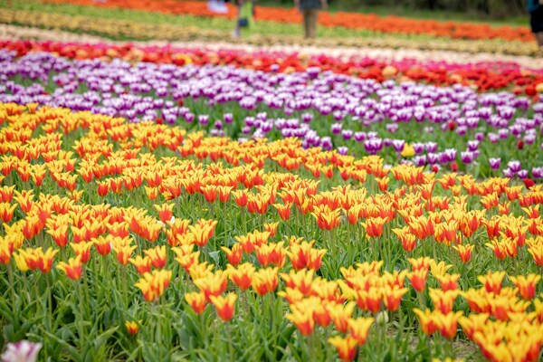 TASC Tulip Pick Farm