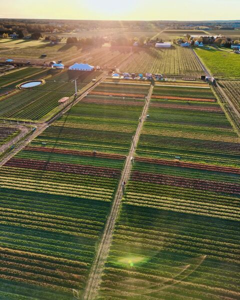 TASC Tulip Pick Farm