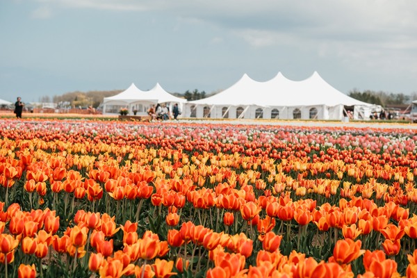 TASC Tulip Pick Farm