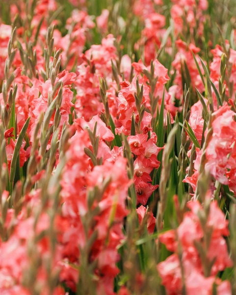 TASC Tulip Pick Farm