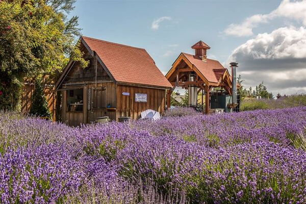 Purple Haze Lavender Farm