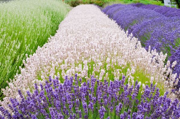 Purple Haze Lavender Farm