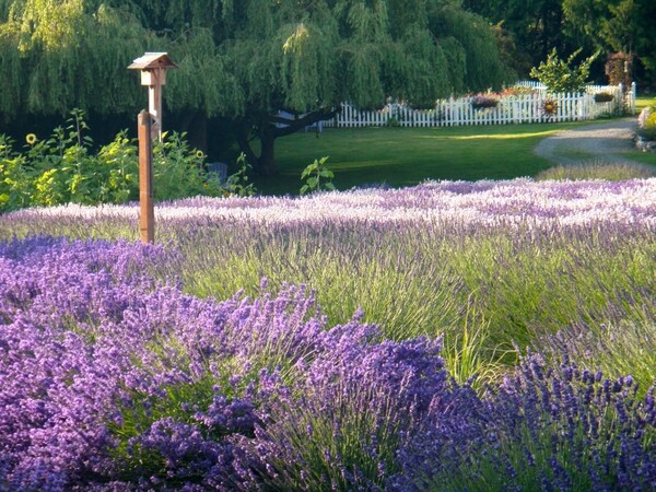 Purple Haze Lavender Farm