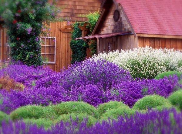 Purple Haze Lavender Farm