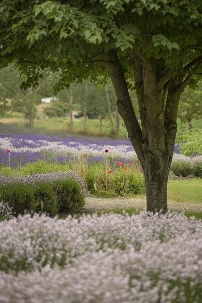 Purple Haze Lavender Farm