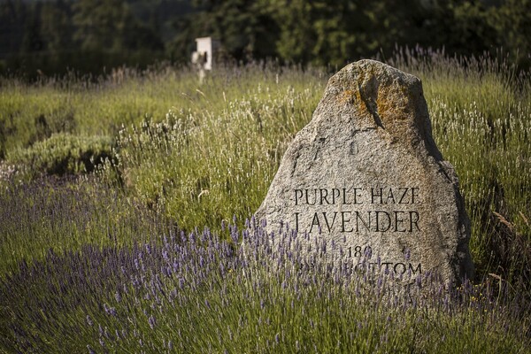 Purple Haze Lavender Farm