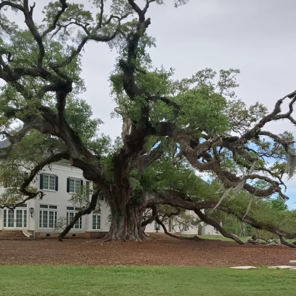 La Grande Maison Blanche