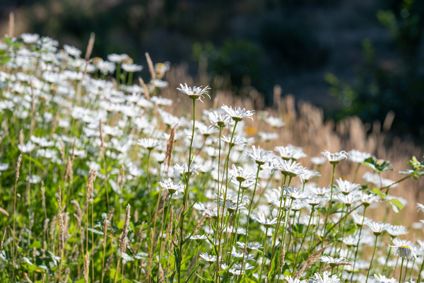 Apple Mountain Golf Resort