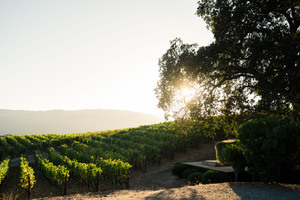 Profile Estate Vineyard