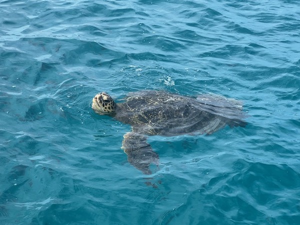 Aukai Catamaran        Your party - Your way!