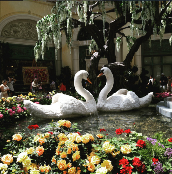 Vegas Video Solutions