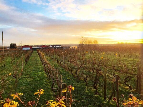 Vinoscenti Vineyards