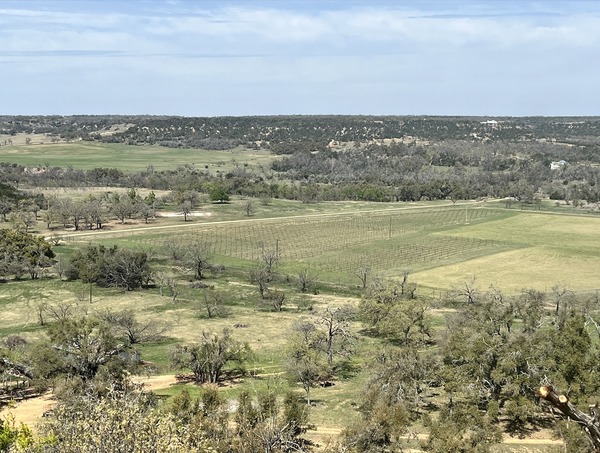 Prochnow Vineyard at Crabapple Creek