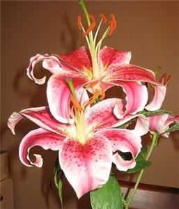 Wedding and Event Solutions