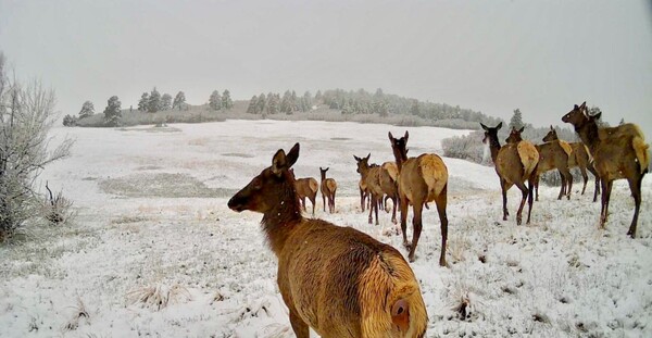 Whitetail Horse Ranch