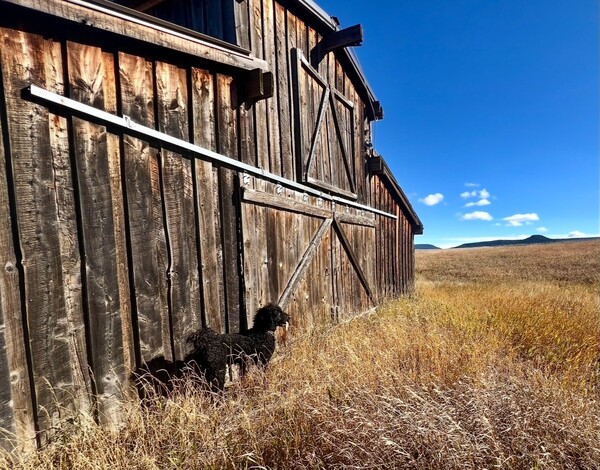 Whitetail Horse Ranch