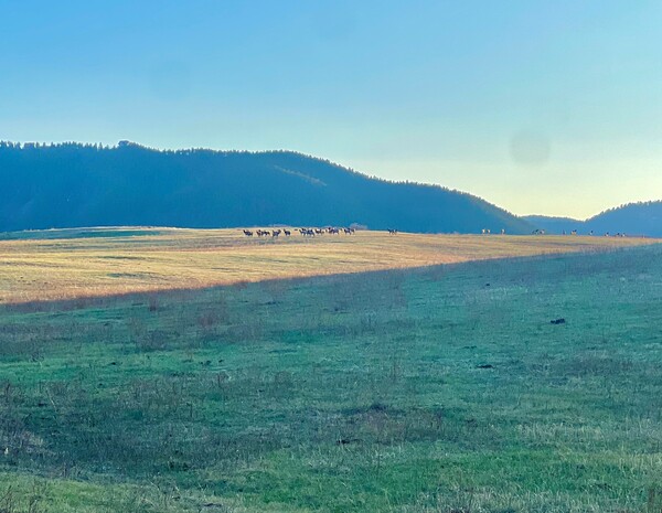 Whitetail Horse Ranch