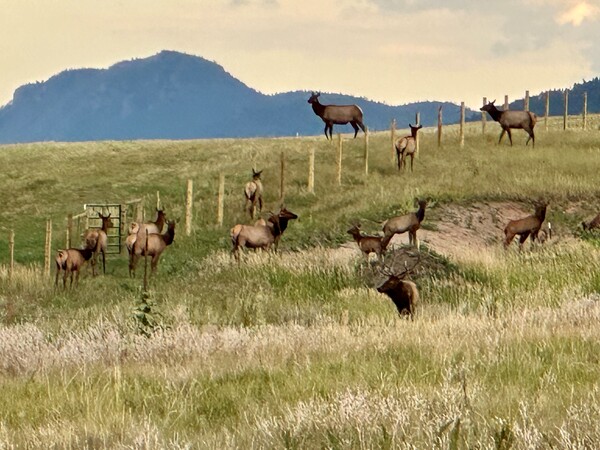 Whitetail Horse Ranch