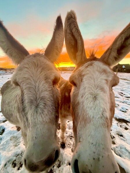 Whitetail Horse Ranch