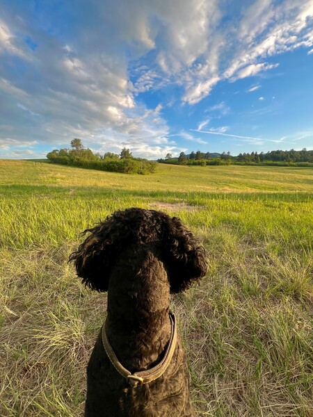 Whitetail Horse Ranch