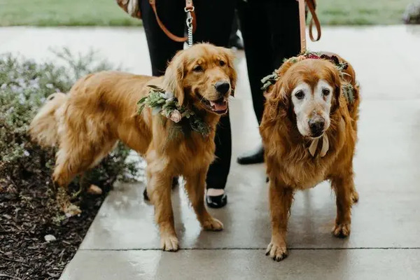 Isadora Oliveira Events LLC